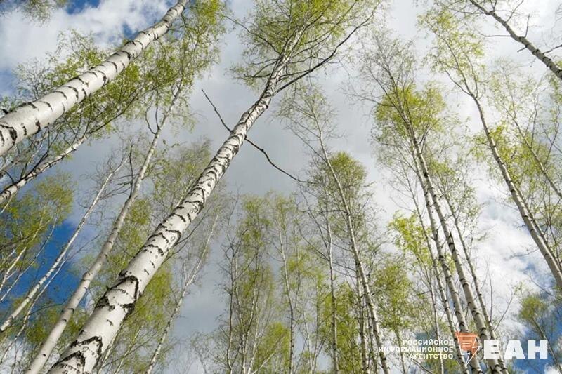    ЕАН. Весенний лес