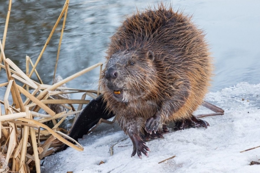 Бобр уже знает с чего начинать ремонт! Фотография из интернета 