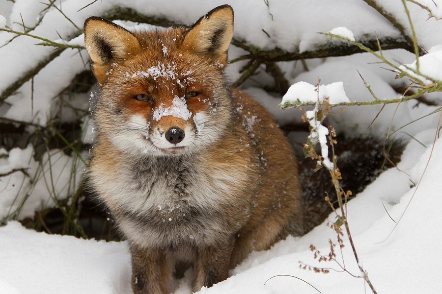 Лисица всерьез задумалась о новом дизайне норы. Фотография из интернета 