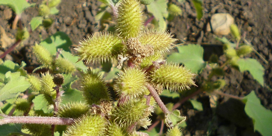 Дурнишник: скромный колючка с большой силой для здоровья