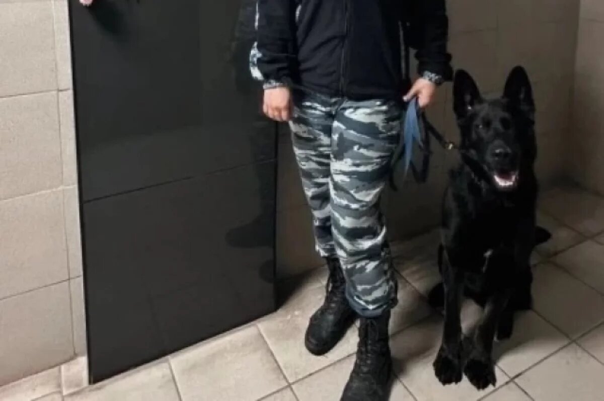    В Тольятти служебная собака нашла пропавшую девочку за 400 метров