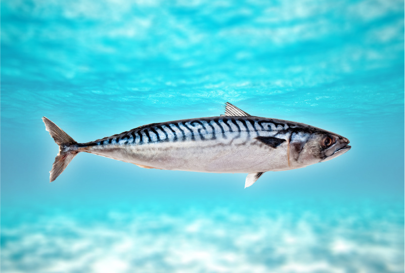 Самая недооценённая рыба и вот почему