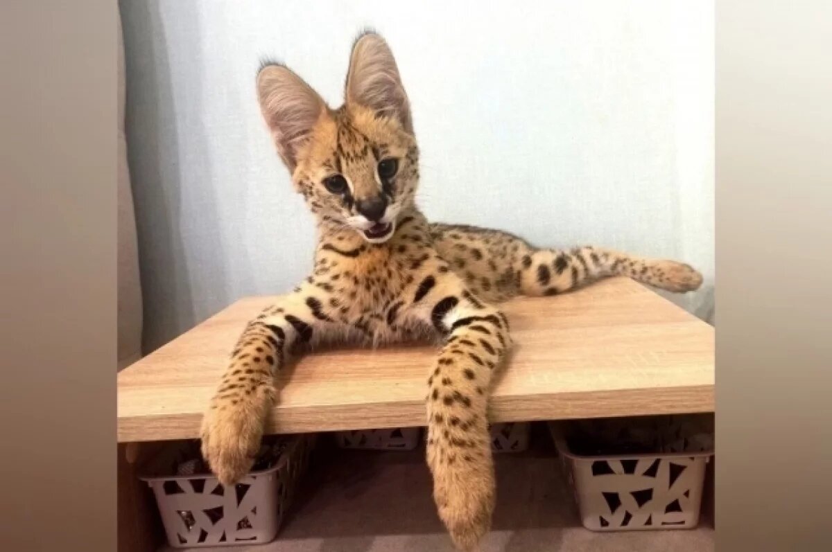    Сервала изъяли в аэропорту Сочи