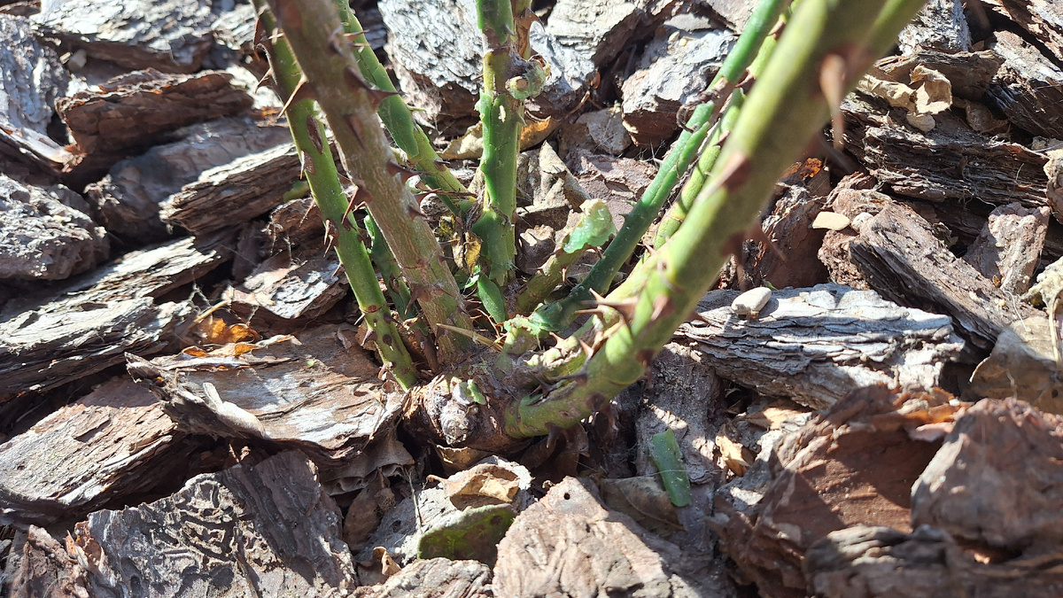 Фото автора. Весенняя ревизия: убираем лишнее, оставляем сильное. Кора на месте — она сбережет влагу