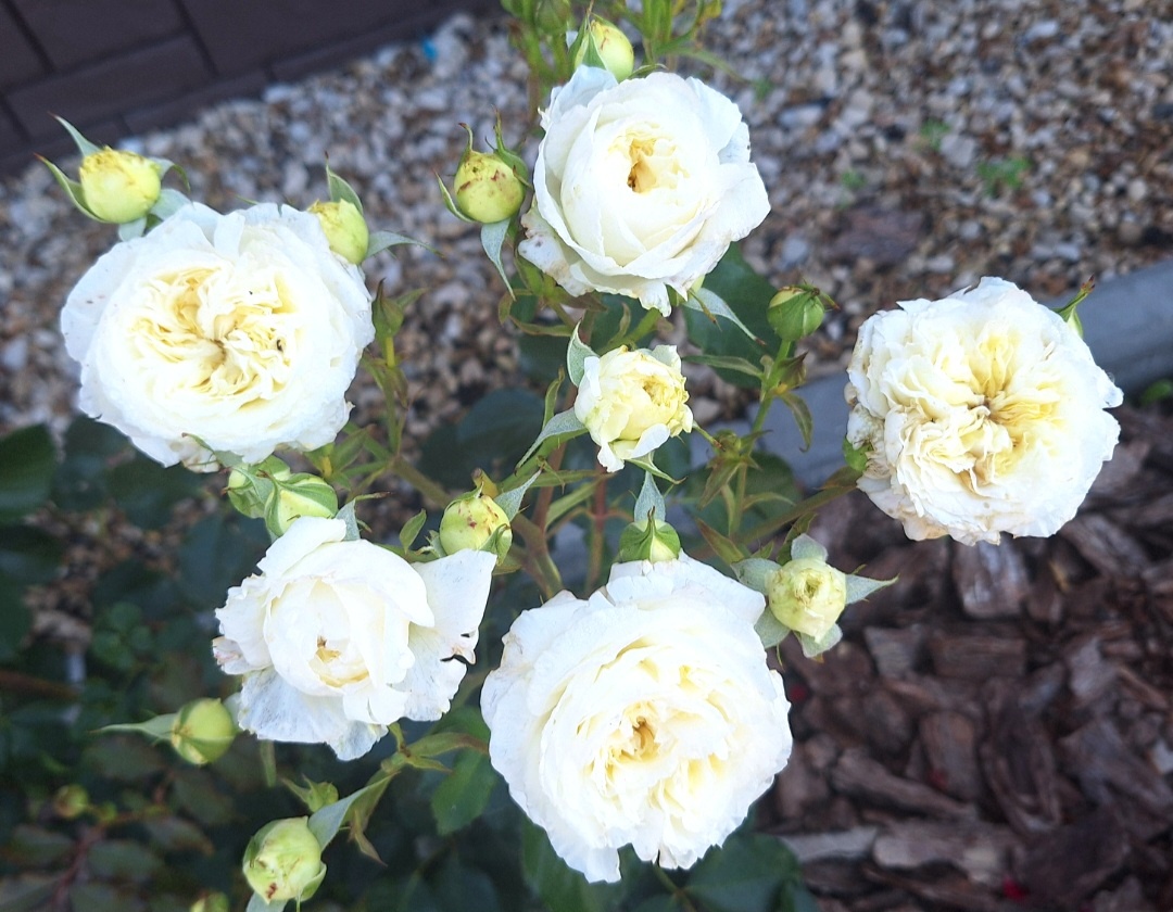 Фото автора. Итог моей весенней схемы —  здоровые кусты и много бутонов без лишних затрат