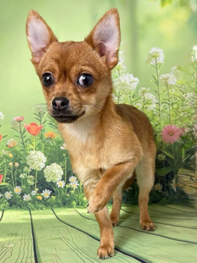 Маленькая собачка из приюта Домик Мелкашей ищет дом и семью в Москве и МО