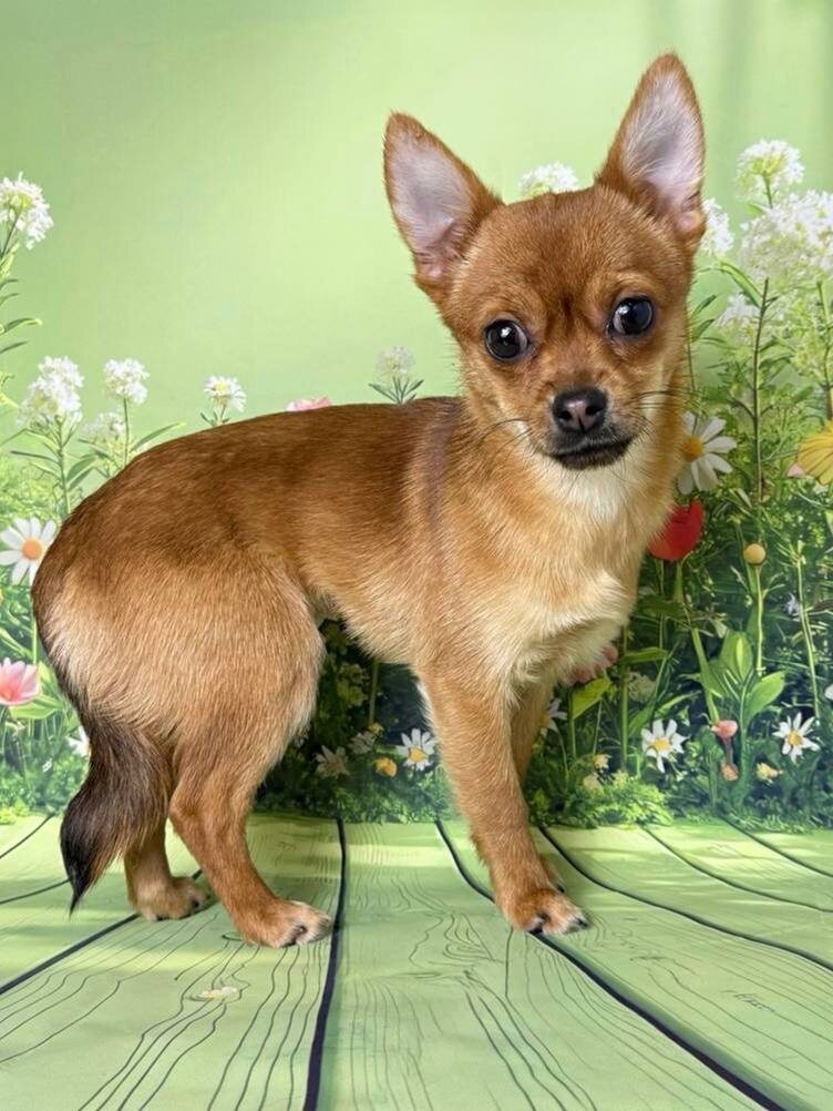 Маленькая собачка из приюта Домик Мелкашей ищет дом и семью в Москве и МО