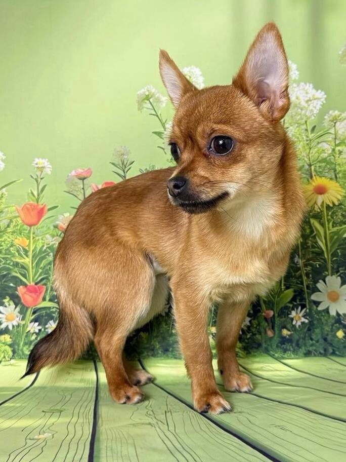 Маленькая собачка из приюта Домик Мелкашей ищет дом и семью в Москве и МО