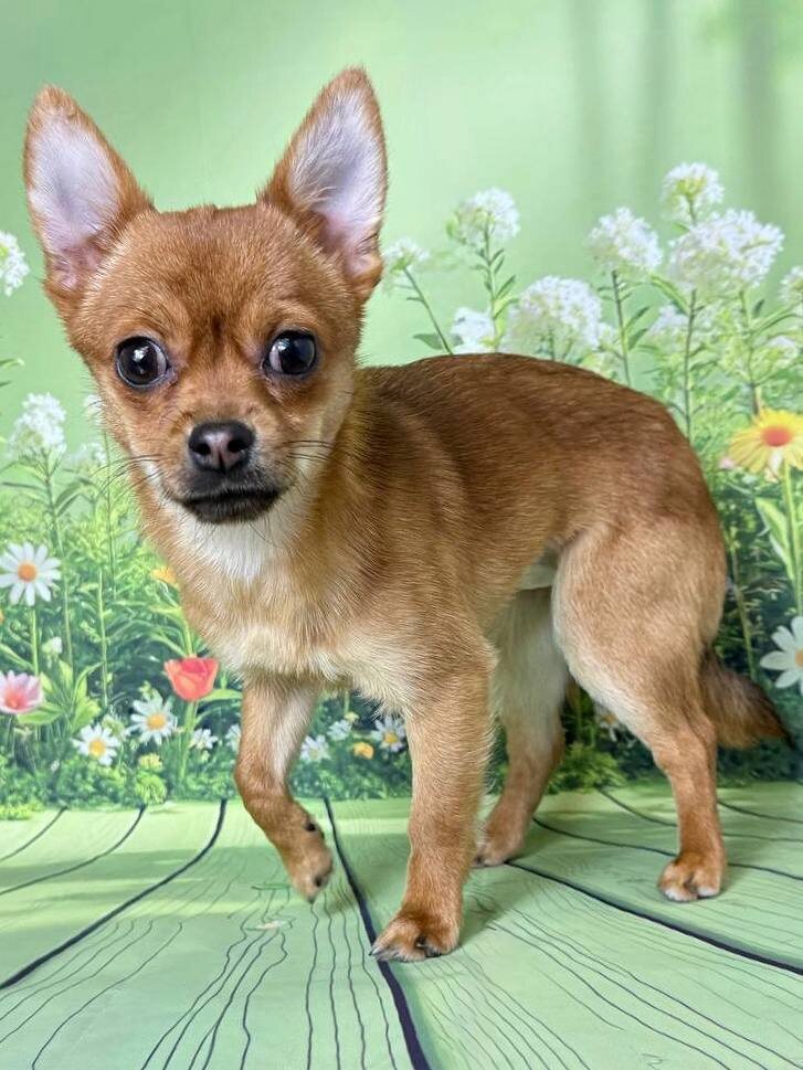 Маленькая собачка из приюта Домик Мелкашей ищет дом и семью в Москве и МО