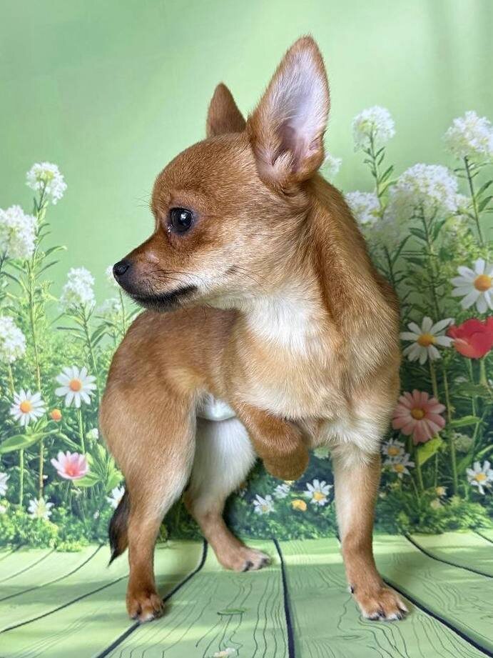 Маленькая собачка из приюта Домик Мелкашей ищет дом и семью в Москве и МО