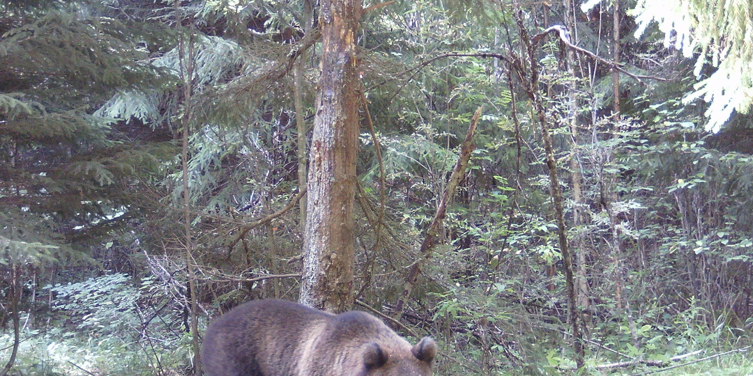 Как медведи относятся к фотоловушкам?