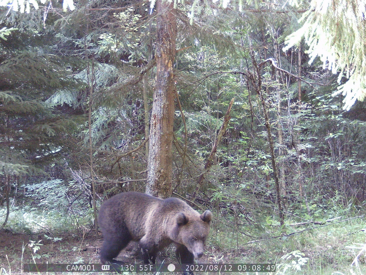 Медвежонок-лончак заметил фотоловушку. Фото автора.