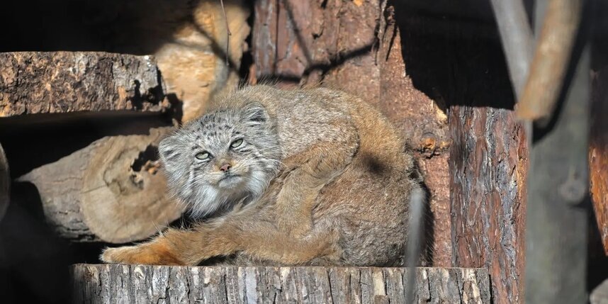    пресс-служба Ленинградского зоопарка