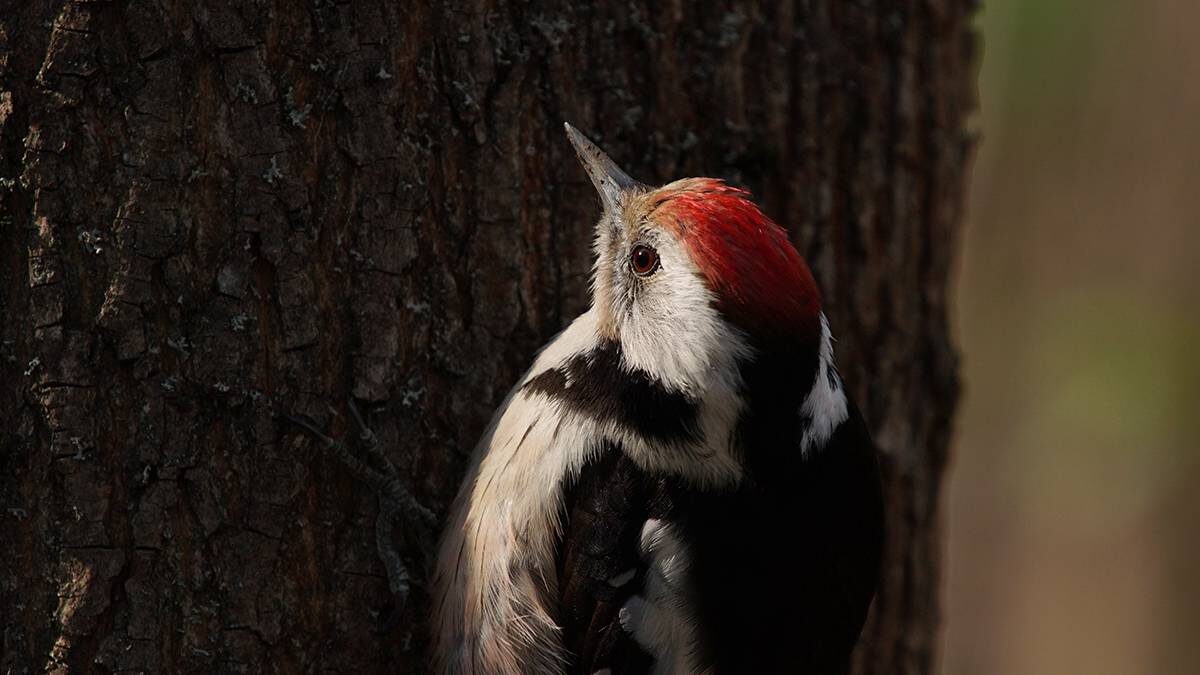    Фото: Анатолий Цымбалюк / Вечерняя Москва