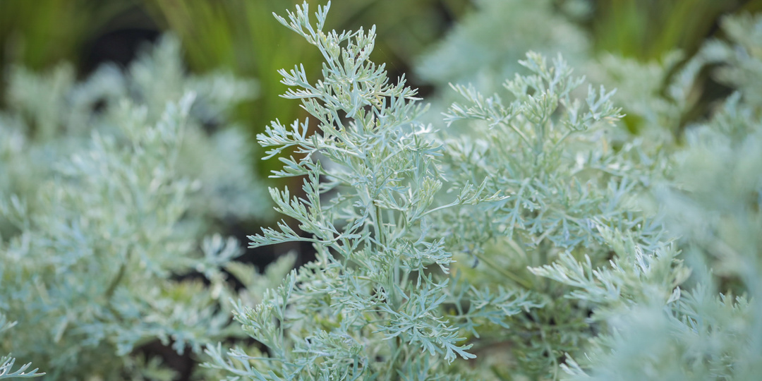 Не сорняк, а помощник: вся правда о полыни для здоровья
