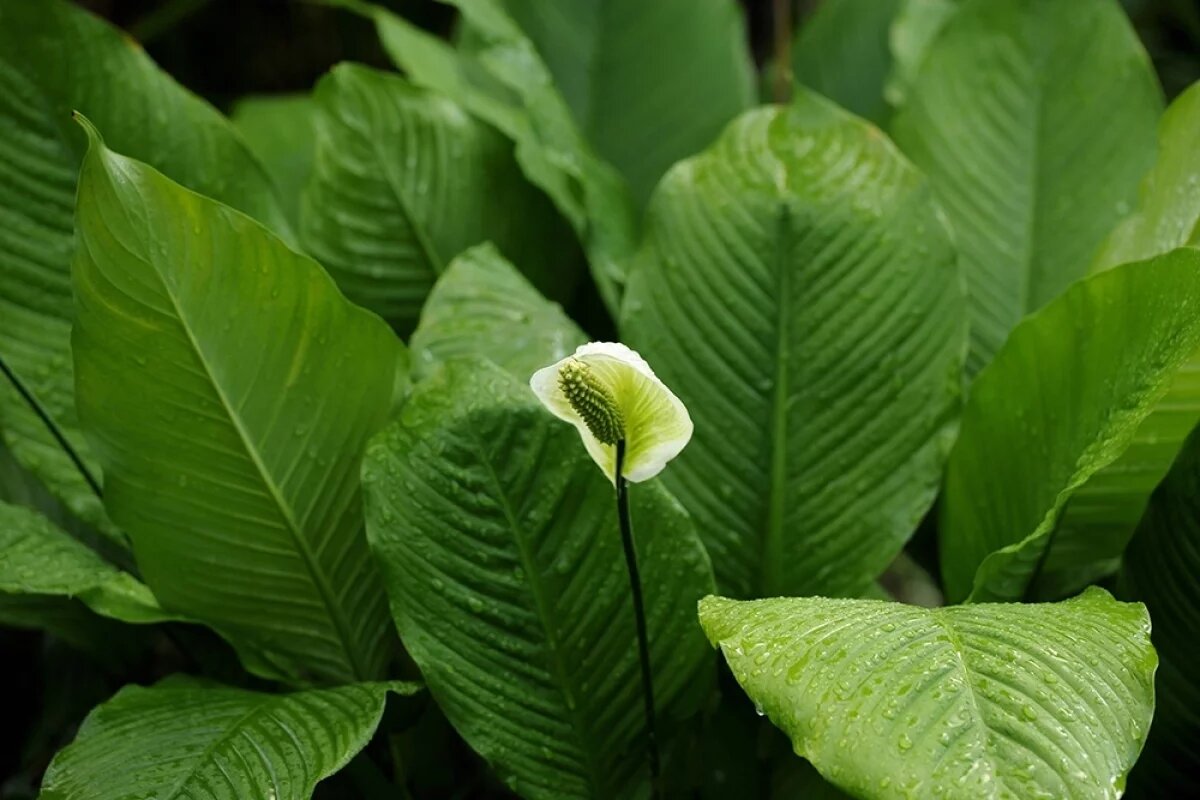    Яд или лекарство?