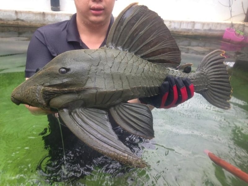 Кольчужный сом. Эти бронированные рыбки обитают в крутых и каменистых реках Южной Америки. Они отрастили особо крепкую чешую, чтобы не разбиться об скалы. Видов кольчужных сомов очень много, некоторые даже активно скупаются для аквариумов. 