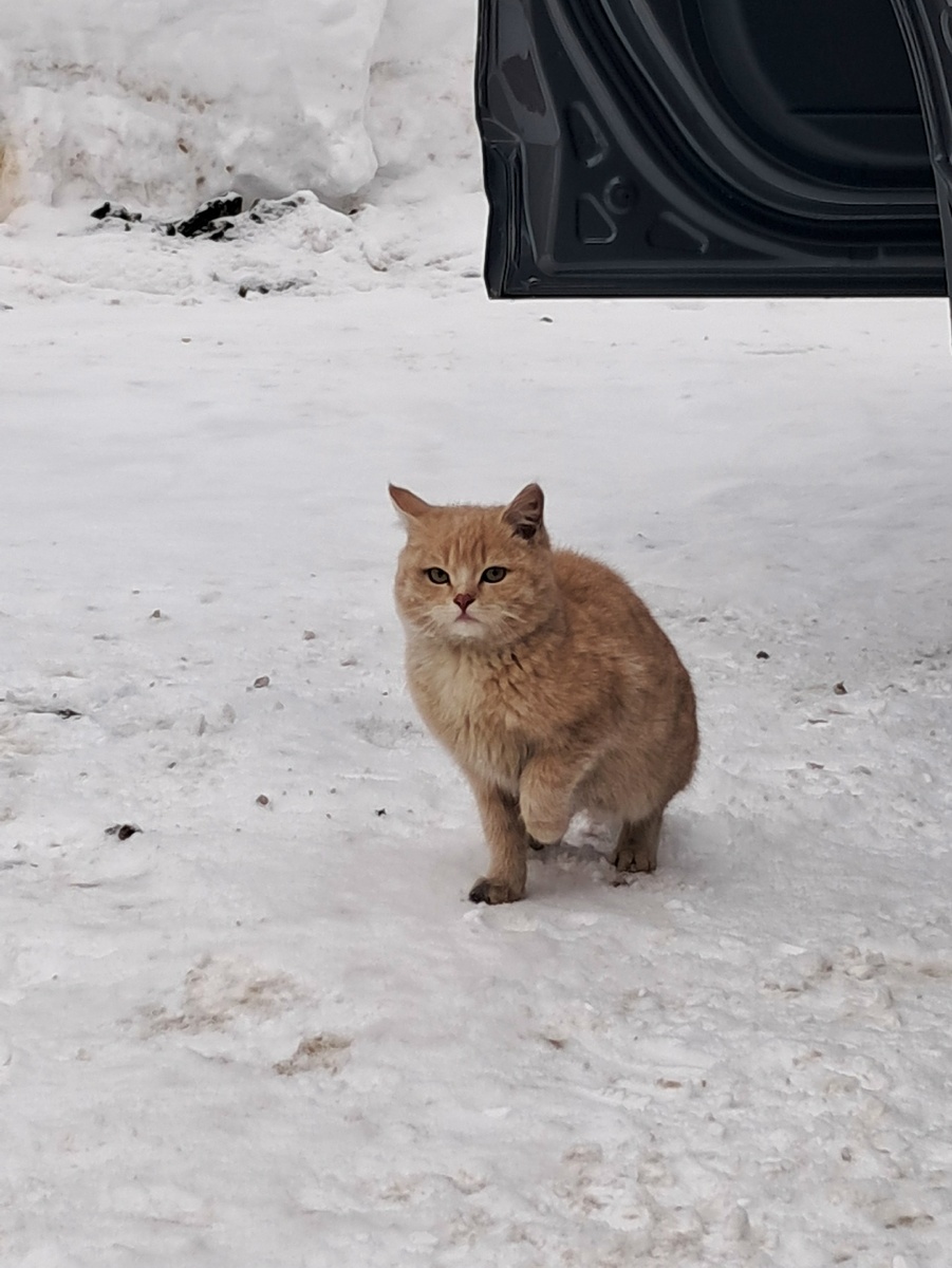 Красивые коты украшение в доме