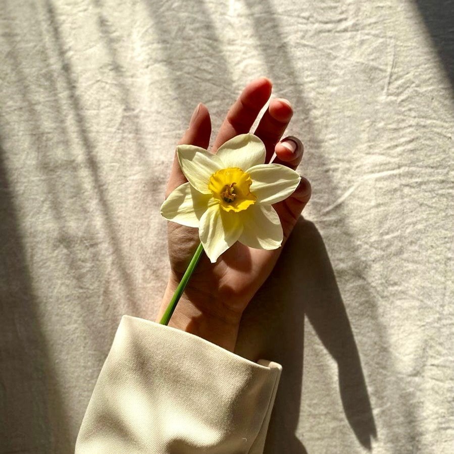 фото: цветок нарцисса