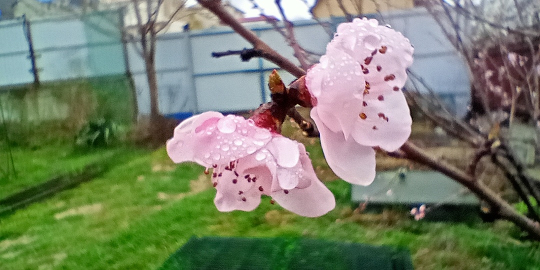 Дурманом сладким веяло...