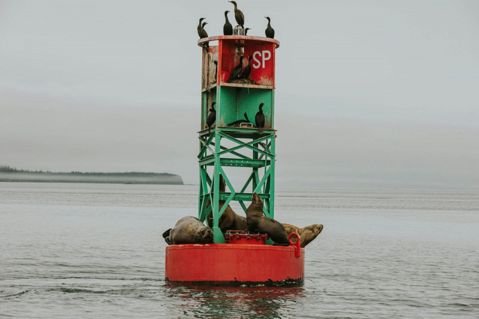Котики на буе недалеко от Питерсберга, Аляска Alexmette, Unsplash.com
