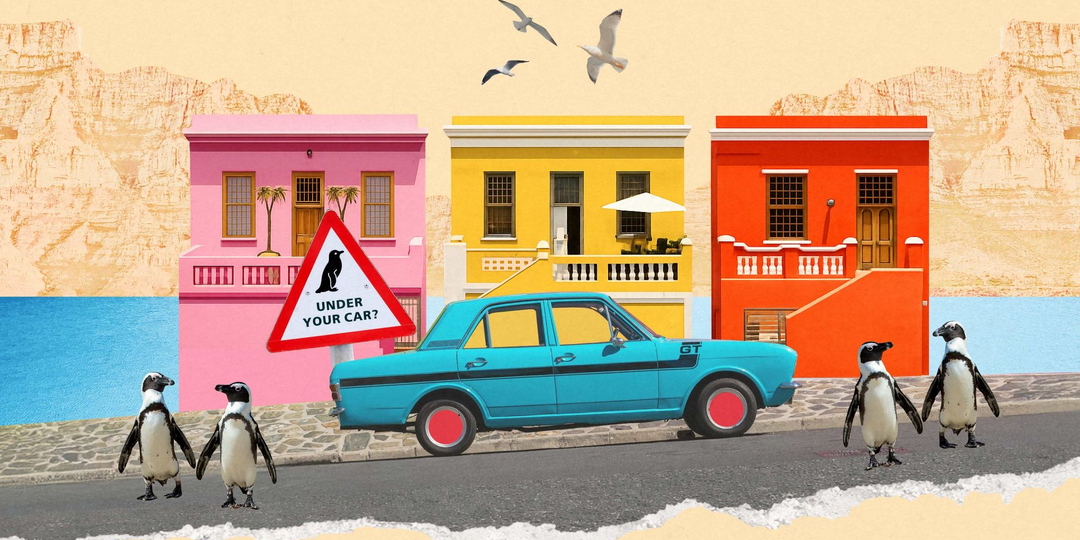 6 причин поехать в Кейптаун: африканские пингвины и новое чудо природы