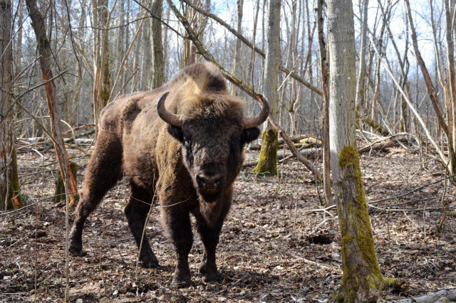 Вольные зубры из Смоленского Поозерья устремились в леса