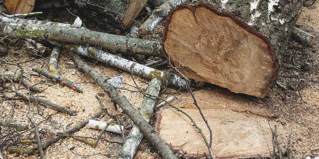 В Ижевске начали вырубать деревья в лесополосе вдоль улицы 40 лет Победы
