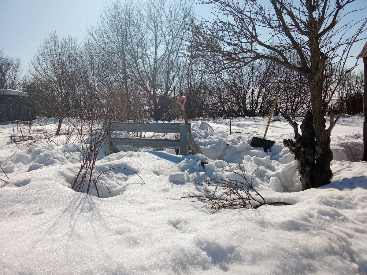 Неужели, неужели скоро за этой скамейкой будут цвести тюльпаны, прекрасная роза, а рядом со снеговой лопатой войдёт в силу цветник с тремя розам Балерина и древовидными гортензиями?