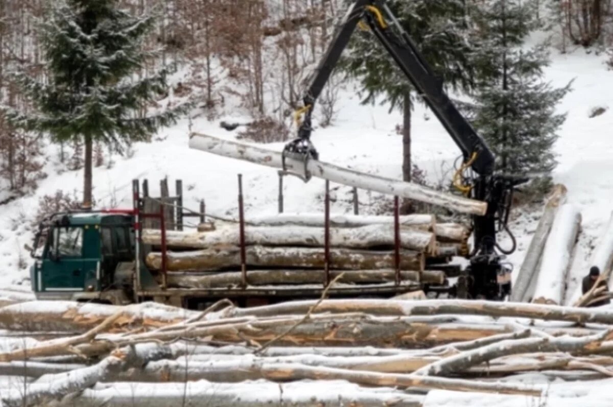    То берёза, то осина.