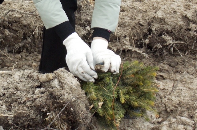    Фото: АиФ/ Мария Арсентьева