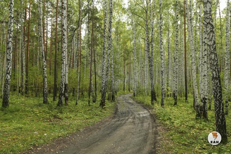    ЕАН. Березовый лес