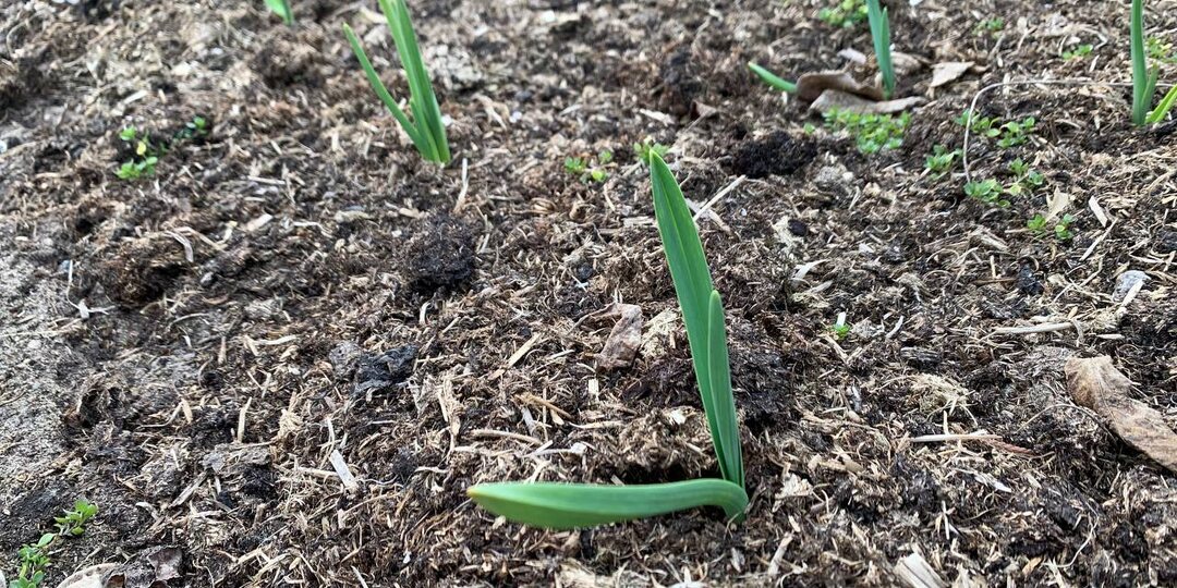 Любимая подкормка чеснока сразу после схода снега. Как получить мощное перо весной?