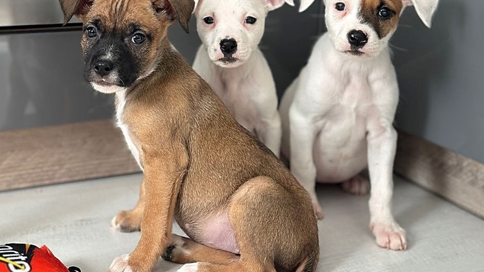 🐾 СРОЧНО! МАЛЕНЬКИЕ ЛАПОЧКИ, КОТОРЫЕ ЖДУТ БОЛЬШОЙ ЛЮБВИ! 🐾