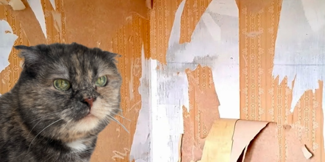 Зачем кошка отрывает зубами обои. Все не так, как многие думают