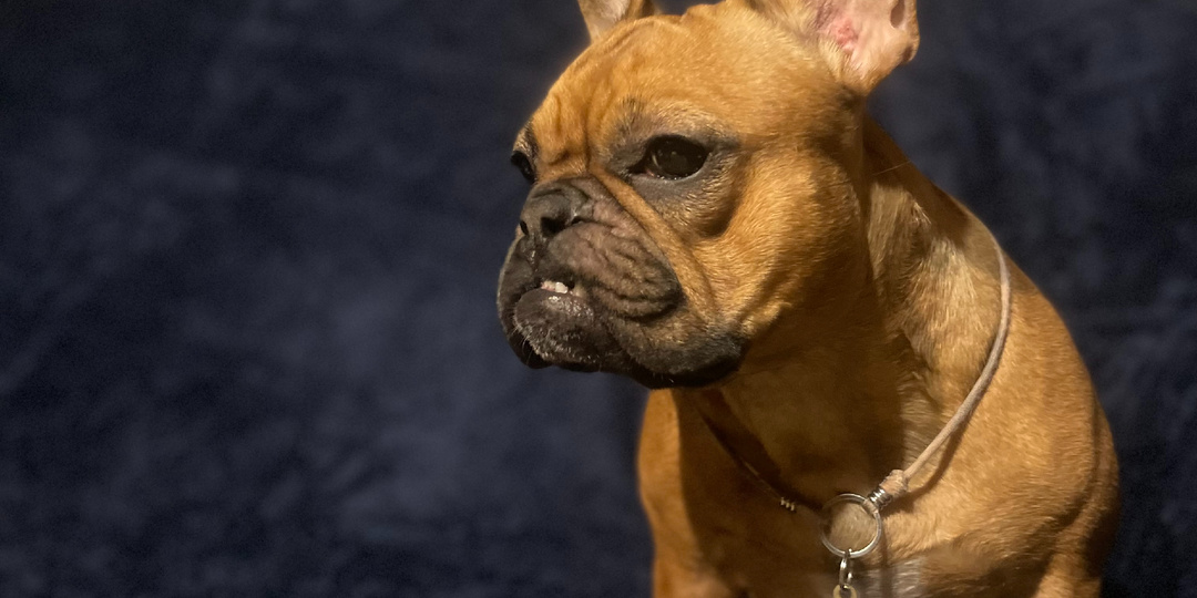 Мой французский бульдог думает, что он человек — и вот доказательства
