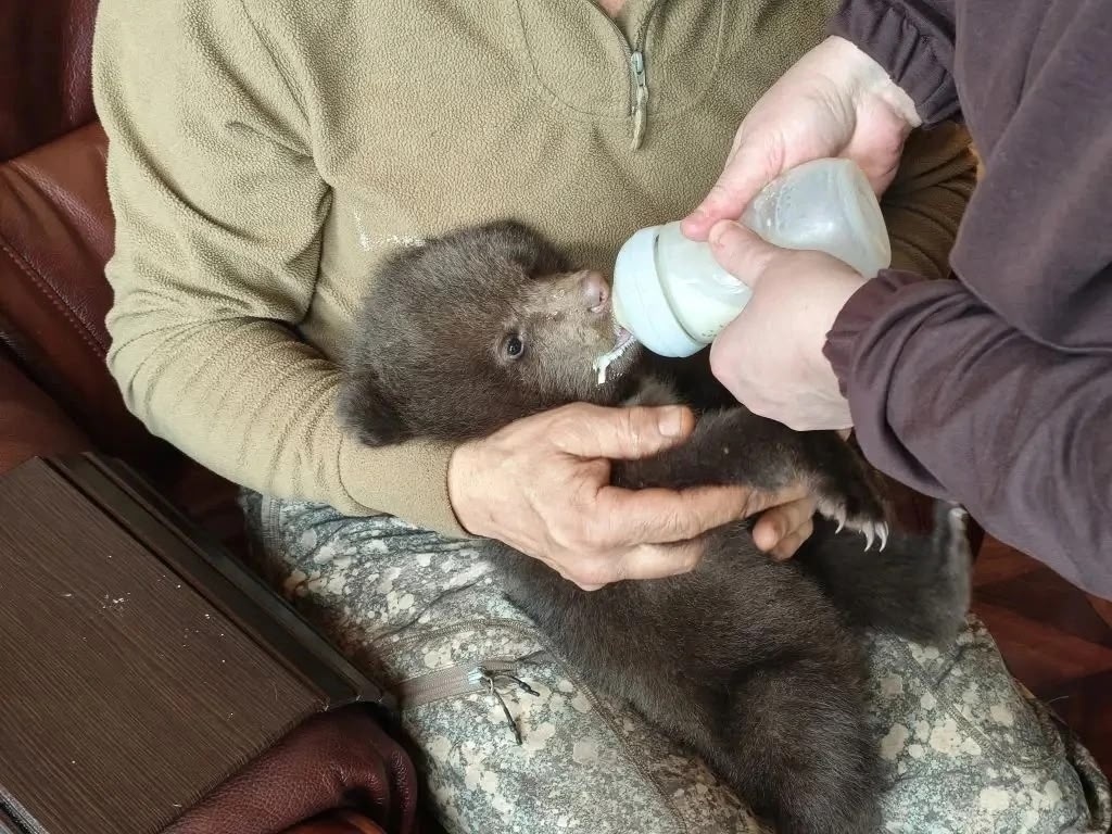 В первые сутки после спасения медвежат охотоведы кормили их теплым молоком из бутылочки, сделали для них теплую лежанку. Фото: группа "Главохота Вологодской области" в соцсети "ВКонтакте"
