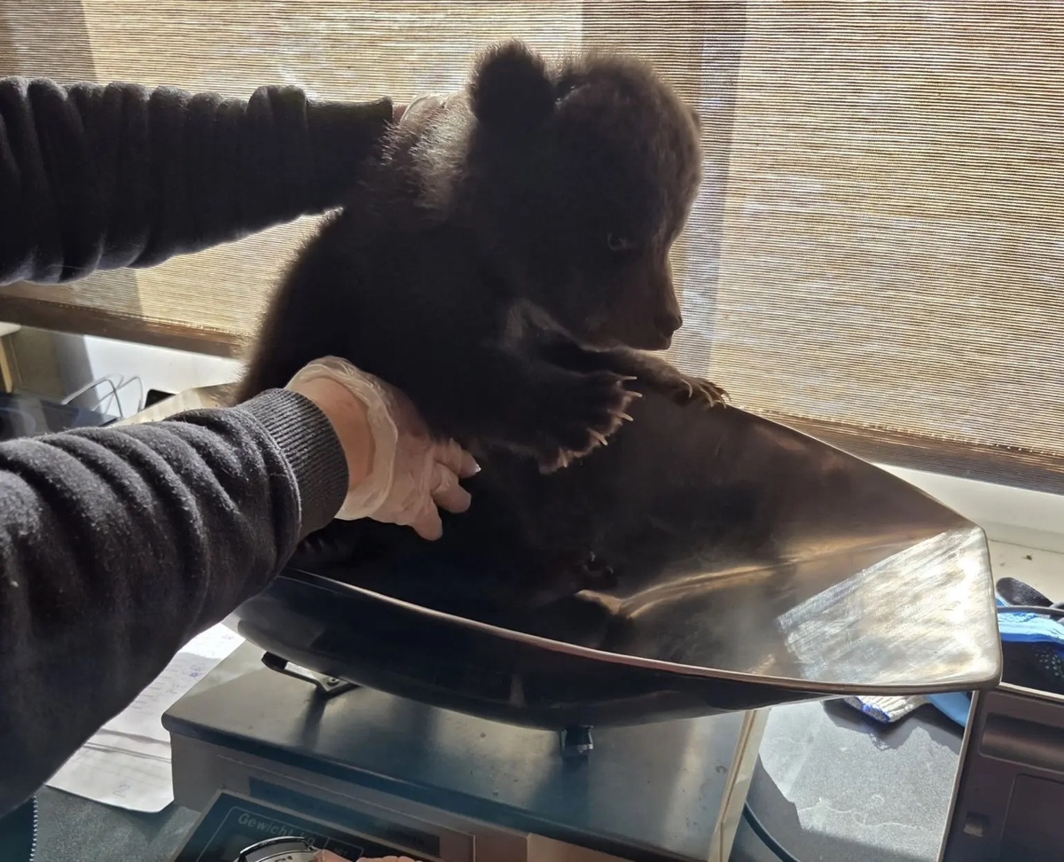 Сестренки игривы и активны, сейчас они начинают набирать вес. Взвешивание проводится регулярно. Фото: предоставлено Екатериной Пажетновой  