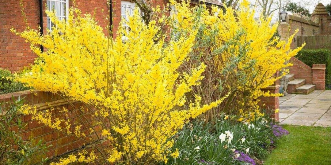 Как обрезать, чем подкормить и какой еще уход обеспечить кусту форзиции, чтобы цветение было поистине пышным, рассказали в материале