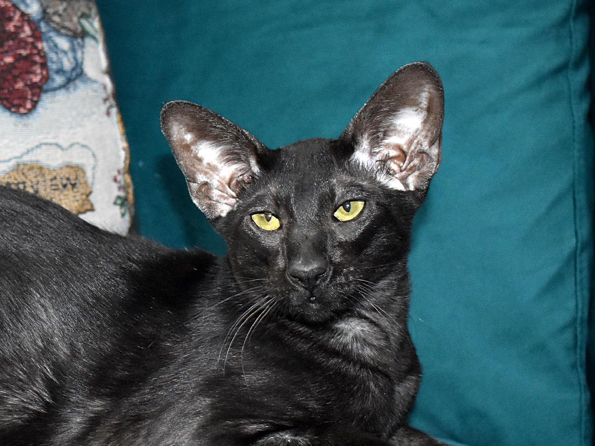 Felinlove, CC BY-SA 4.0