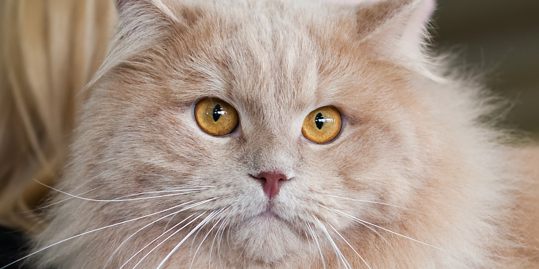 10 пород кошек, которые привязываются к людям сильнее остальных