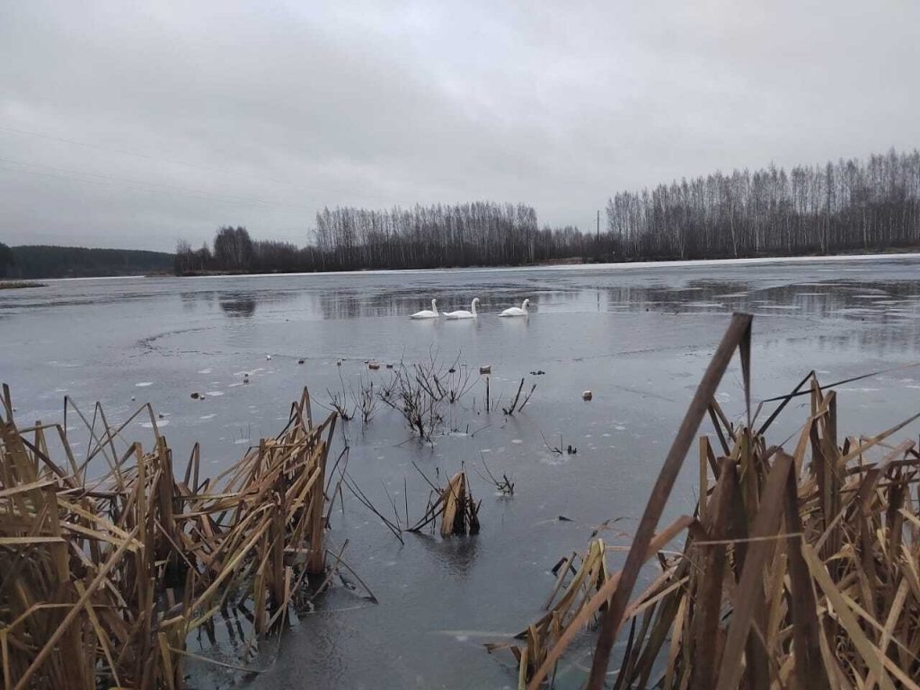    Департамент животного мира Республики Марий Эл
