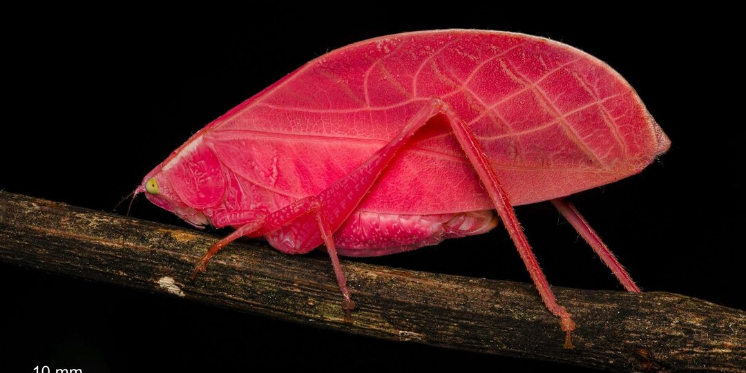 Листовой кузнечик из Латинской Америки удивил энтомологов своим цветом