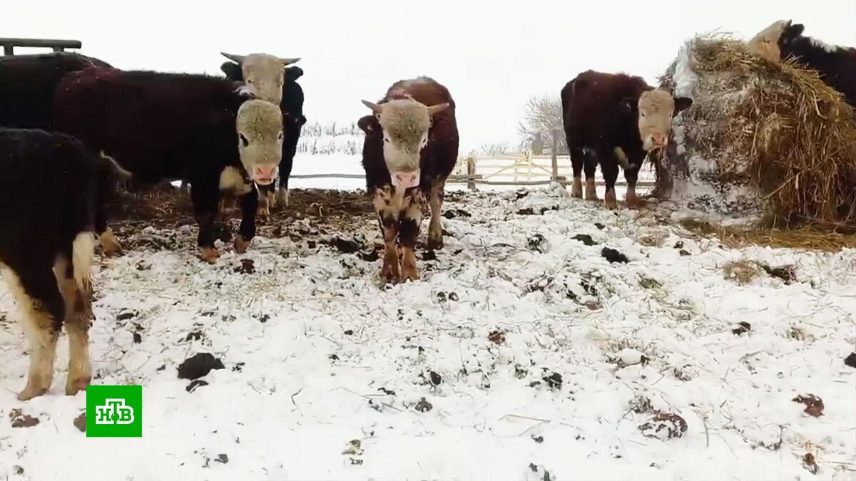    Глава Россельхознадзора оценит ситуацию с пастереллезом и бешенством в Сибири
