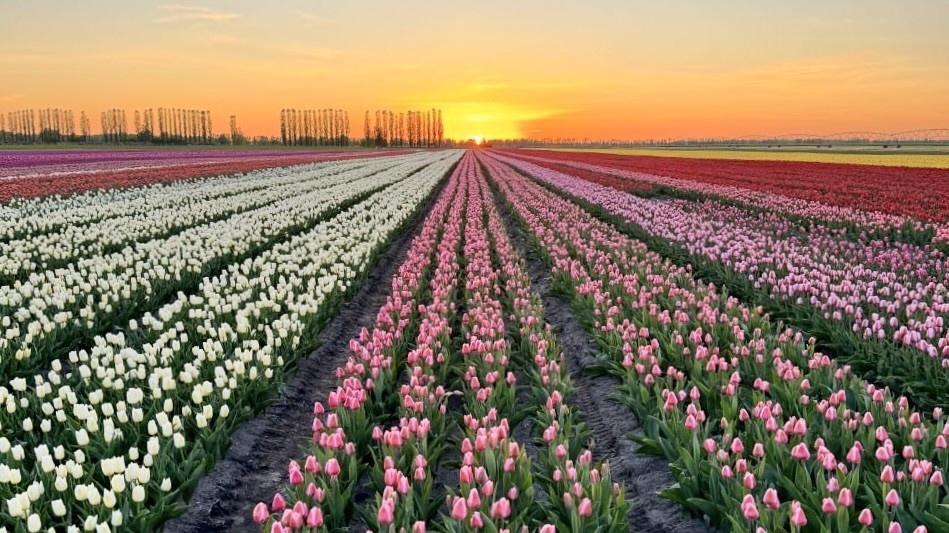 Беларусь. Поля тюльпанов в Тышковичах