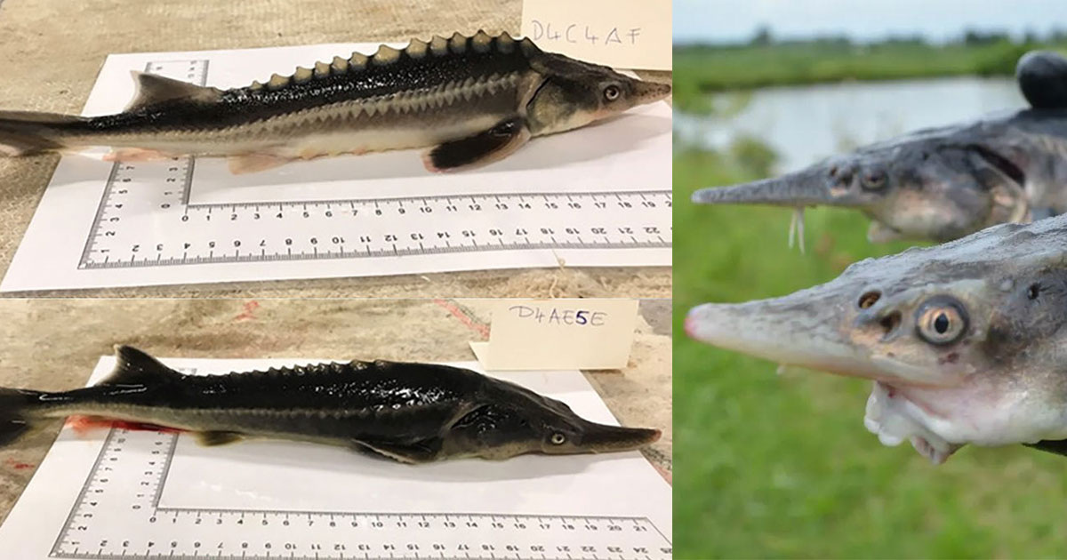 Гибриды русского осетра (Acipenser gueldenstaedtii) и американского веслоноса (Polyodon spathula). Фото: Jenő Káldy et al. / Genes