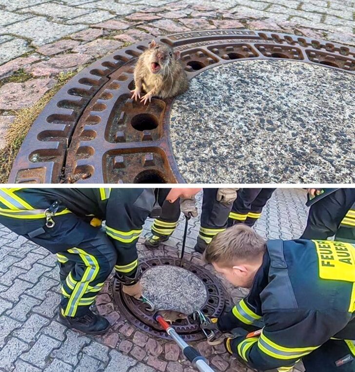 © Berufstierrettung Rhein Neckar 