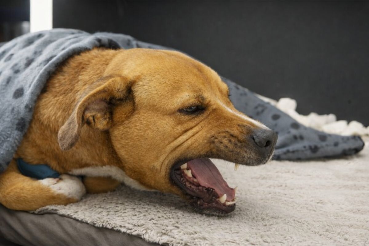 Бывает ли у собак ангина