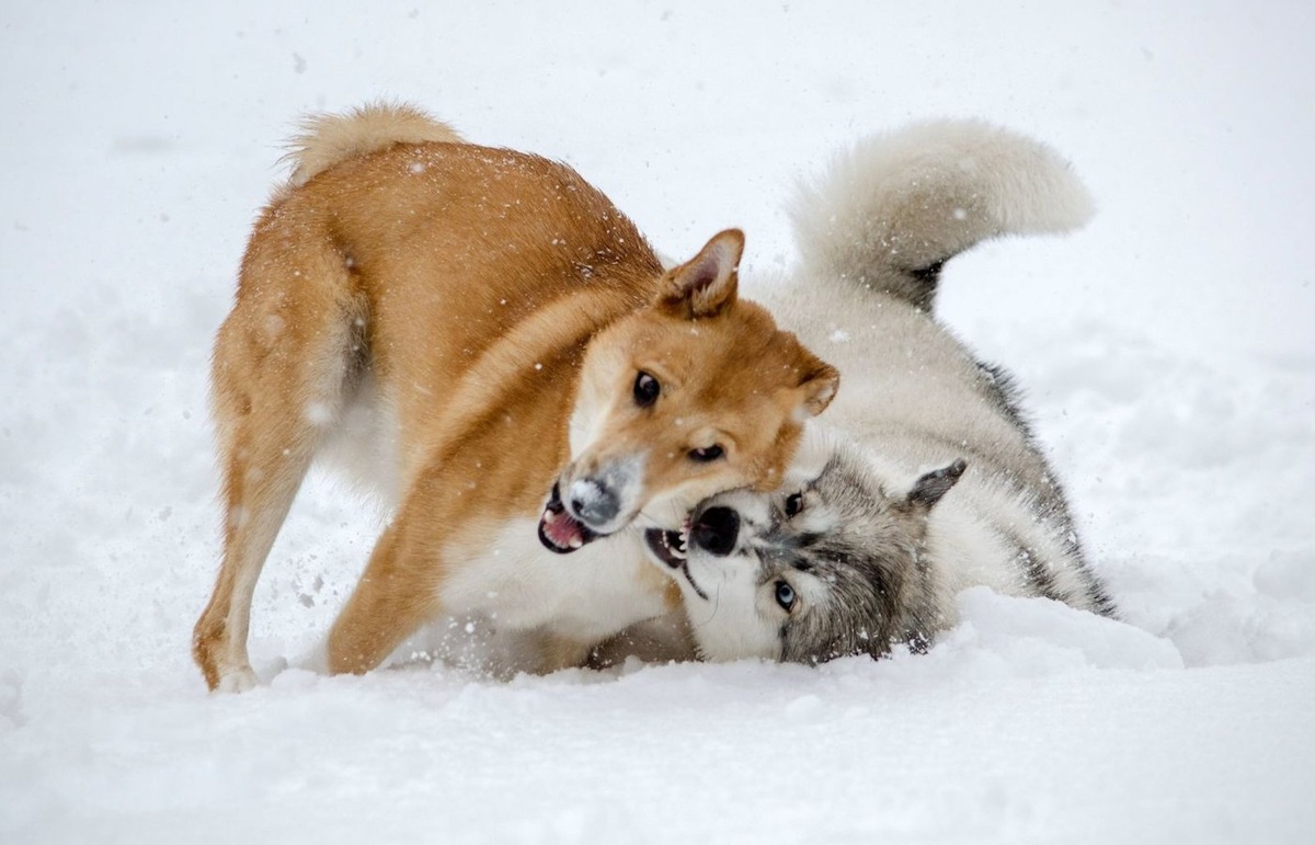    Ученые изучили паразитов у древних собак.