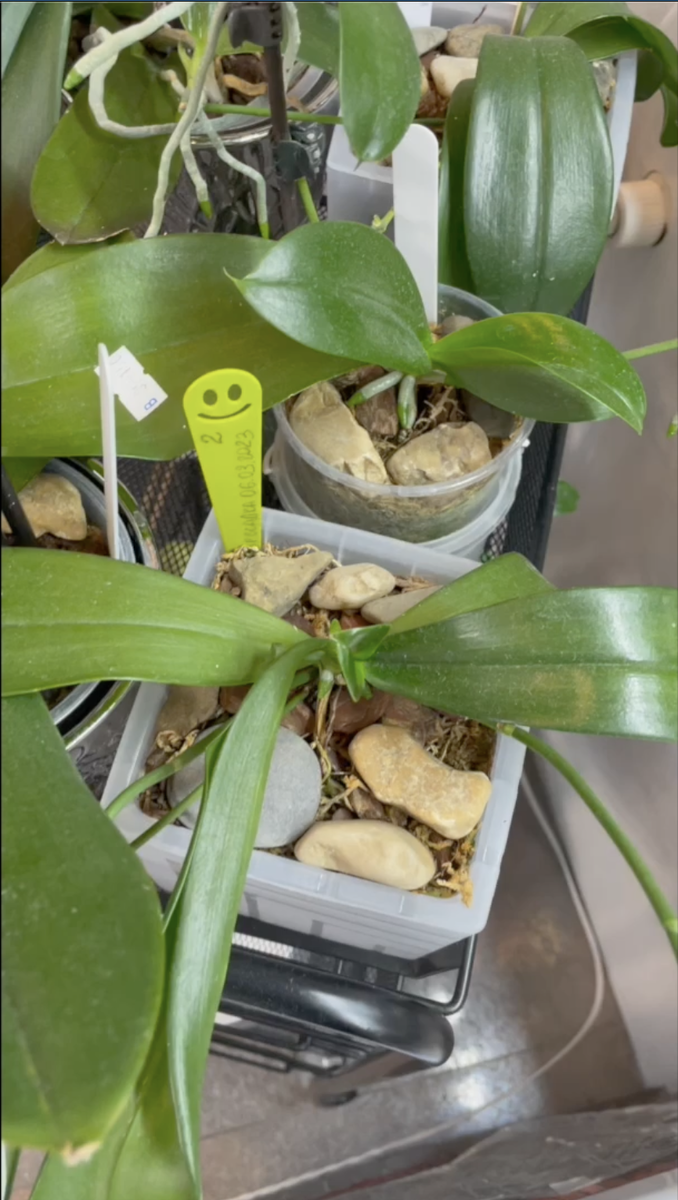 Орхидейная рассада из Азии после пересадки из 100 % мха. Орхидеи С Еленой Кузнецовой